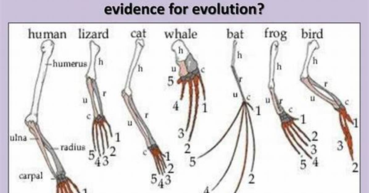Homologous Evolution