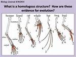 Homologous Evolution