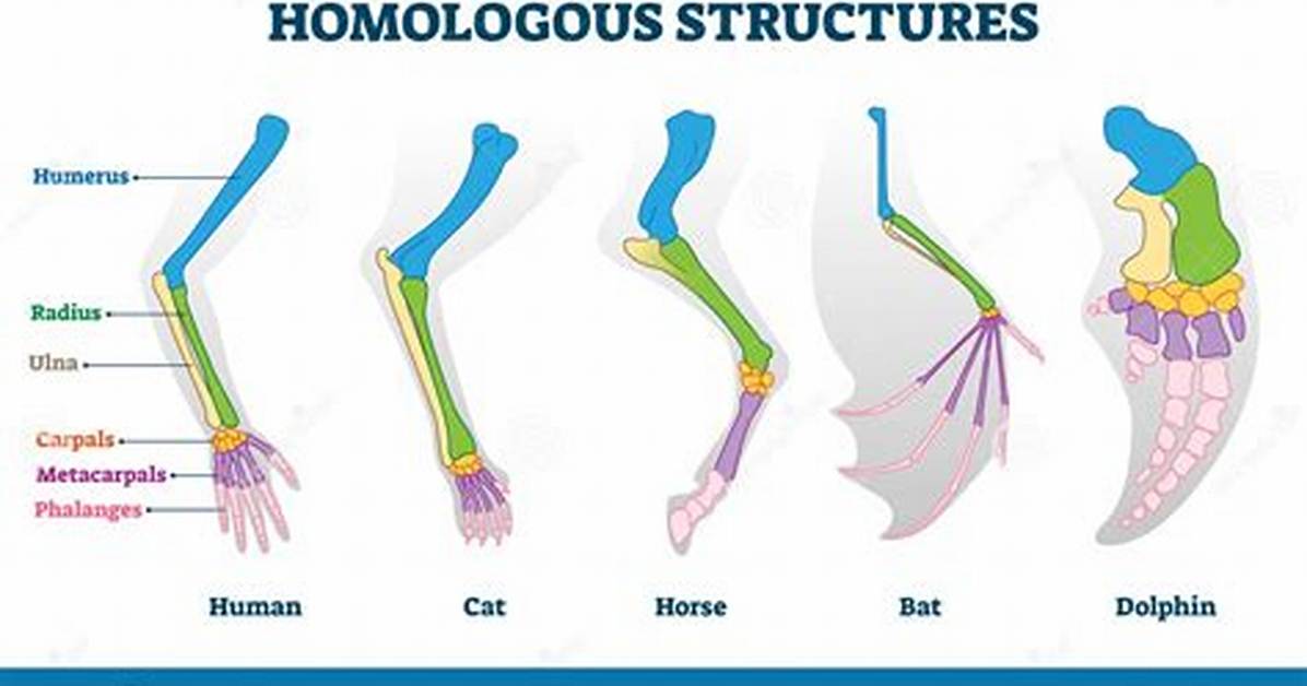 Homologous Structures Examples