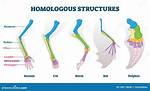 Homologous Structures Examples