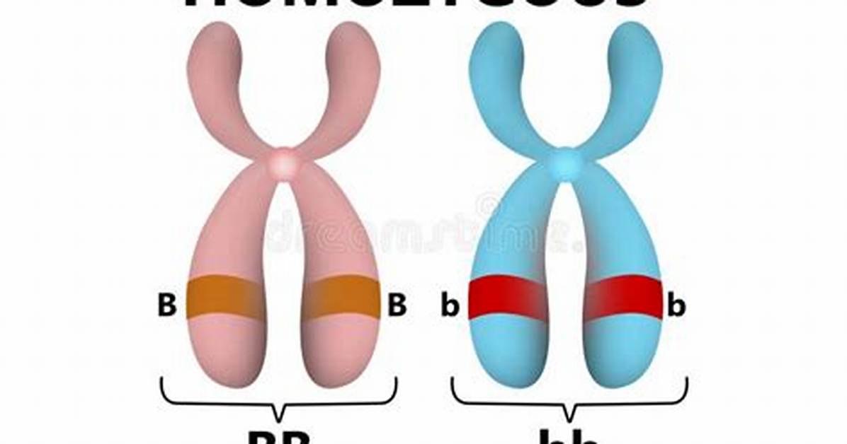 Homozygous Example