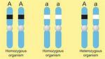 Homozygous Example