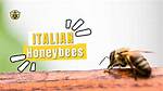 Honey in Italy: a Brief Introduction