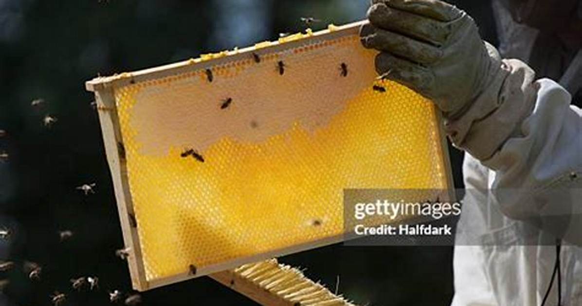 Honey-Making Insect