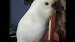 Honking Birds