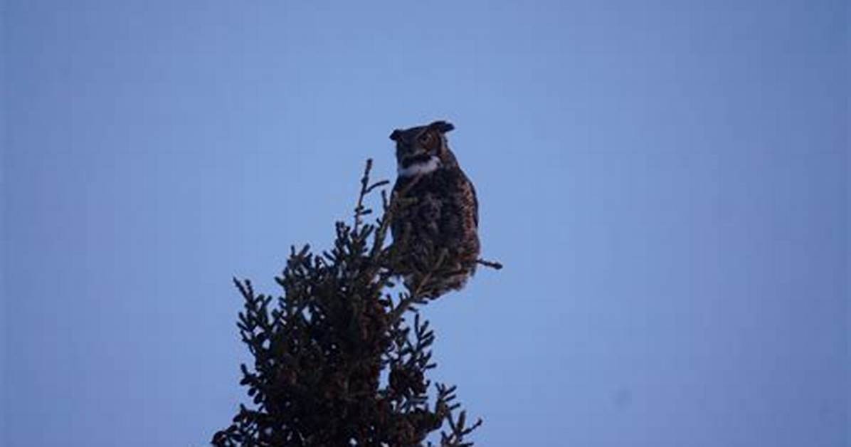 Hooting Birds