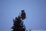 Hooting Birds