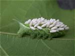 Hornworm Eggs