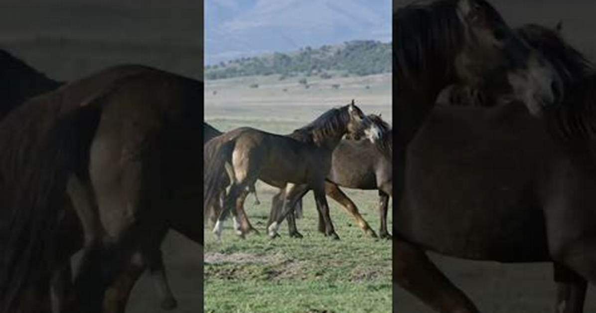 Horse Mate