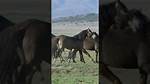 Horse Mate