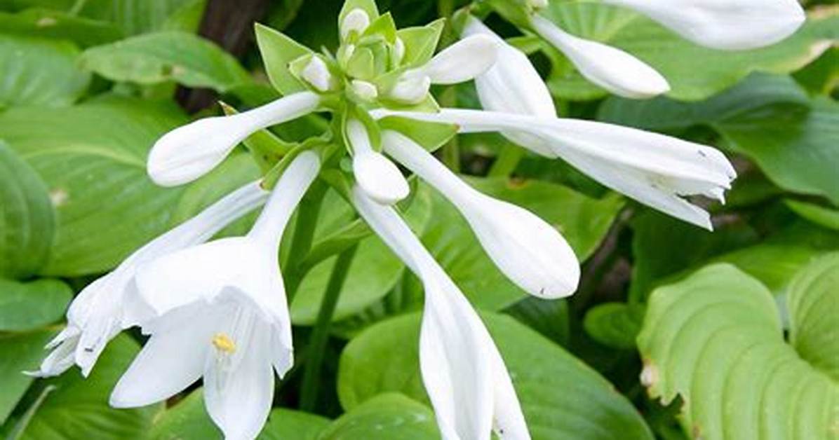 Hosta Flower