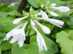 Hosta Flower