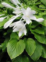 Hosta Lilies