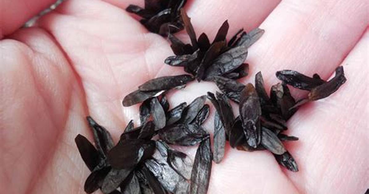 Hosta Seeds