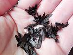 Hosta Seeds