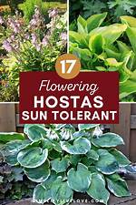 Hostas for Sun