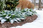Hostas in Winter