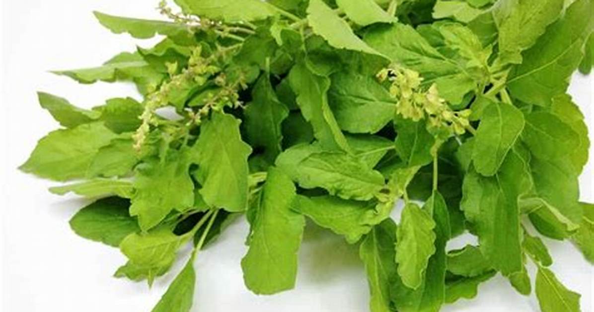 Hot Basil