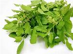 Hot Basil