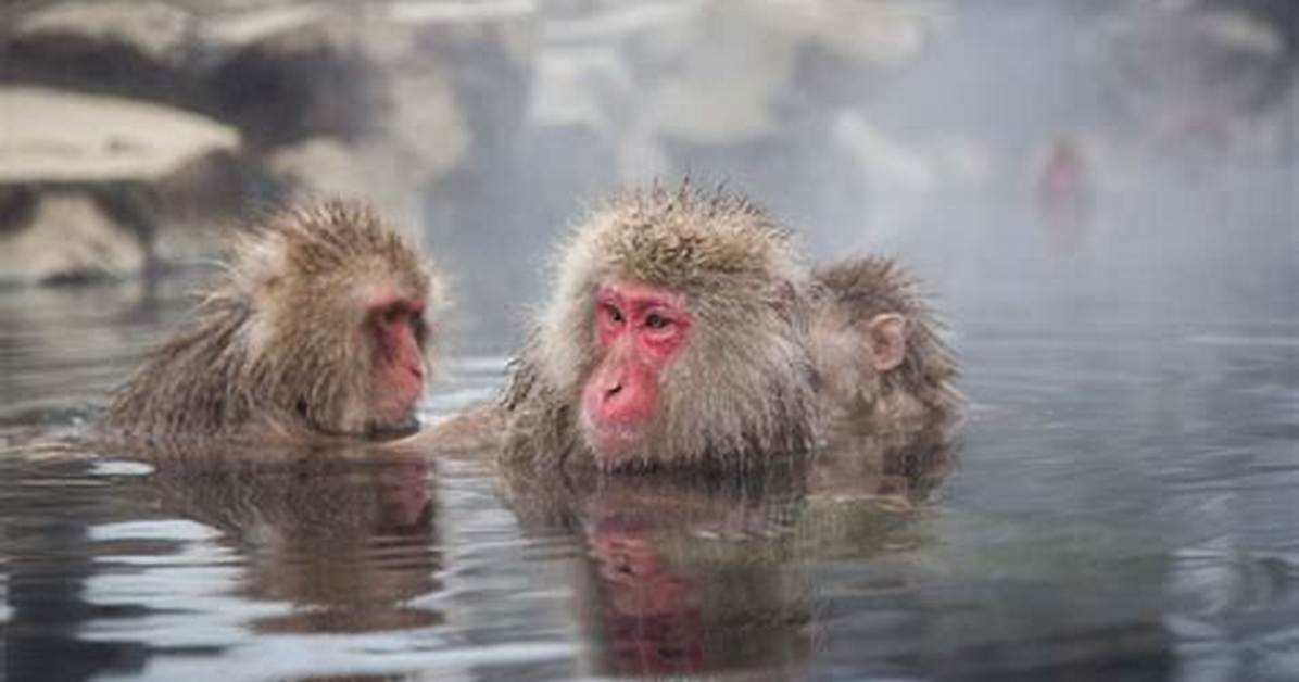 Hot Spring Monkeys