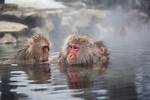 Hot Spring Monkeys
