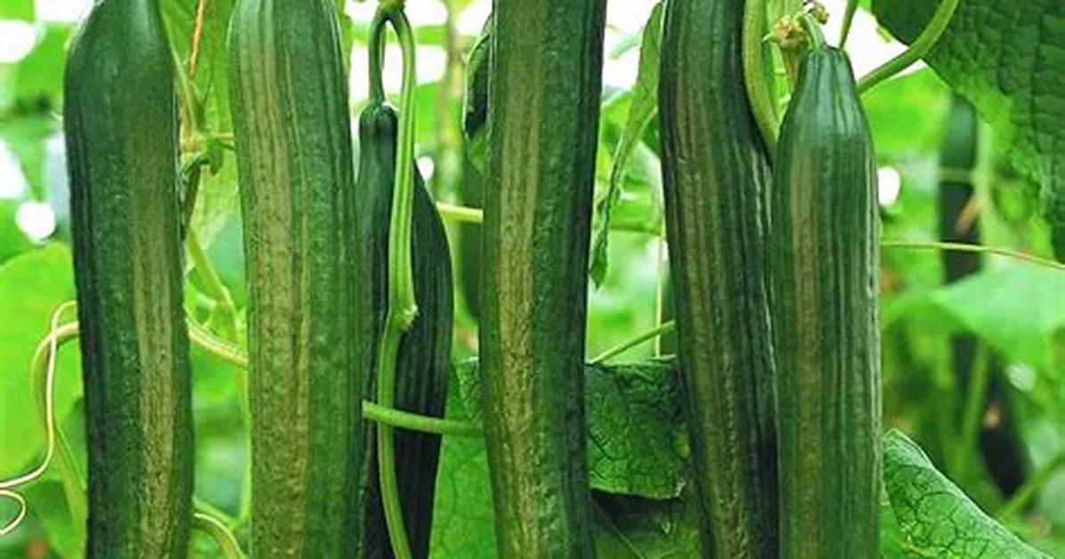 Hothouse Cucumber