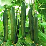 Hothouse Cucumber