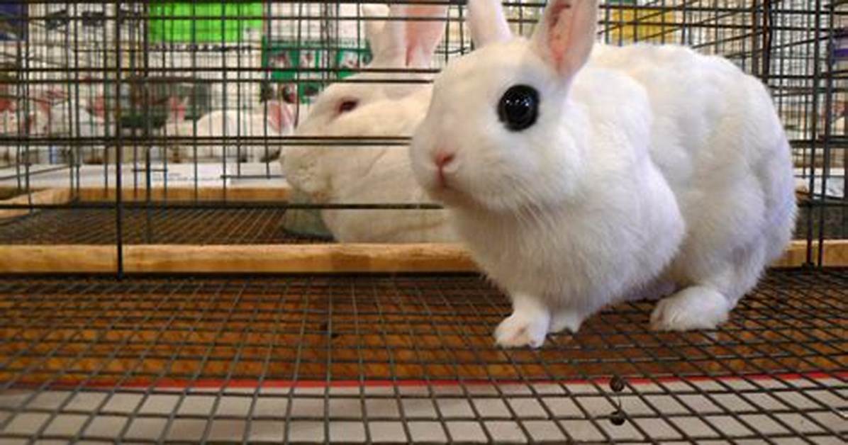 Hotot