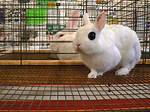 Hotot