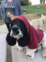 Hound or Spaniel for Example