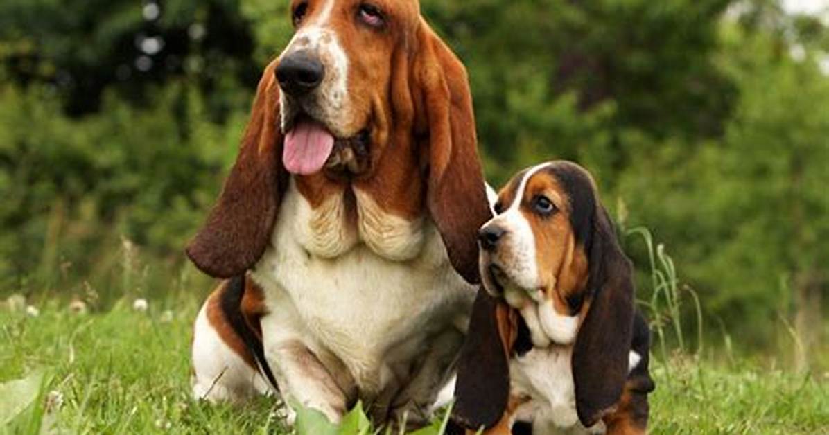 Hounds