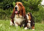 Hounds