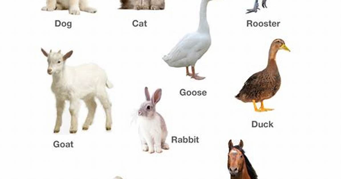 Household Animals