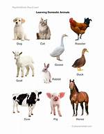 Household Animals