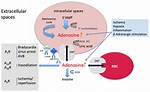 How Adenosine Is Given?