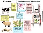 How Anthrax Is Made?