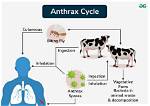 How Anthrax Is Transmitted?