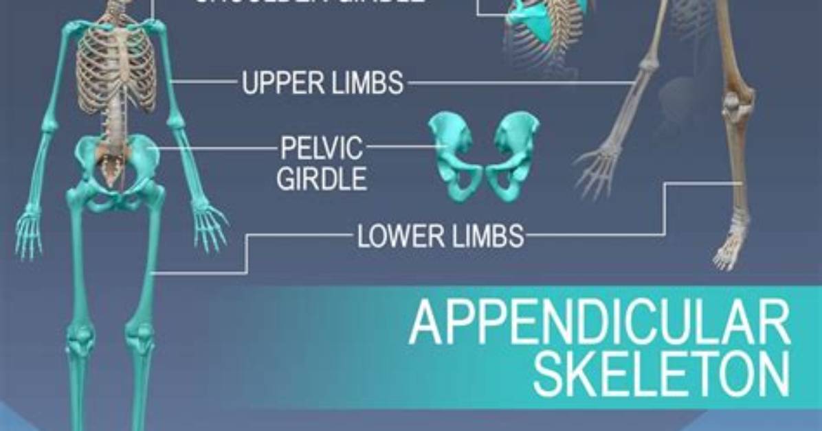 How Appendicular Skeleton Work?