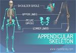 How Appendicular Skeleton Work?