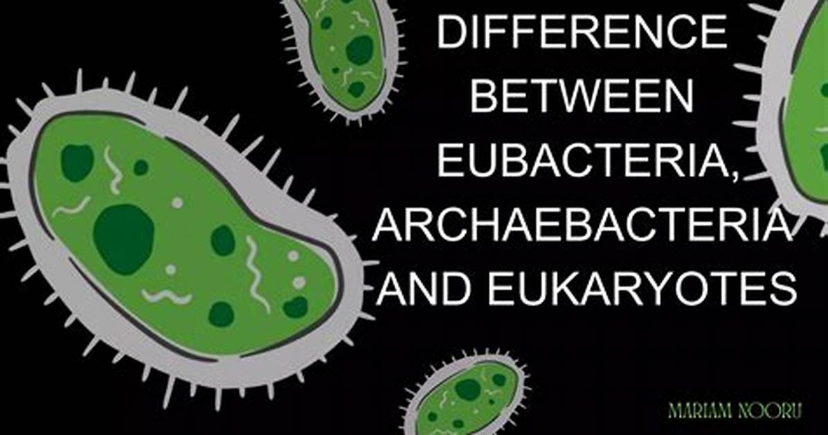How Archaebacteria Differ from Eubacteria?