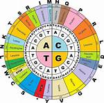 How Are Amino Acids Coded