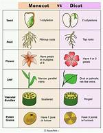 How Are Dicots Pollinated?