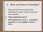 How Are Genes Controlled? | Contextresponse. Com