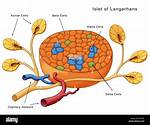 How Are Islets Produced?