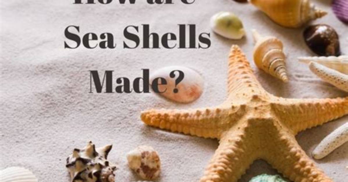 How Are Shells Made?