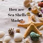 How Are Shells Made?