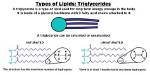 How Are Triglycerides Made