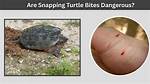 How Bad Do Snapping Turtles Bite? Check This out | Can a Snapping Turtle Bite a Finger Off