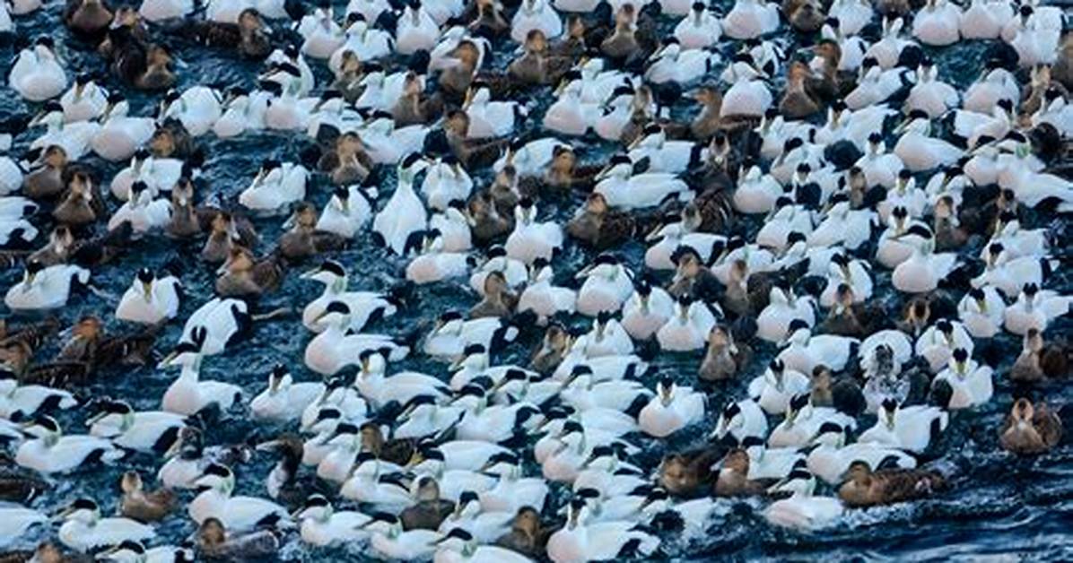 How Big Are Eiders?
