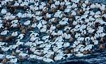 How Big Are Eiders?